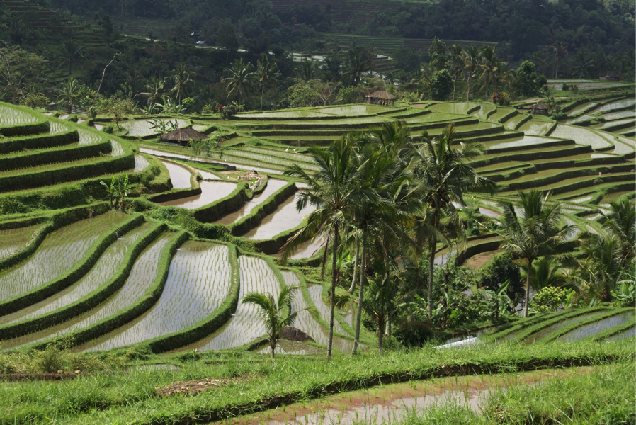 Rice field in terraces.