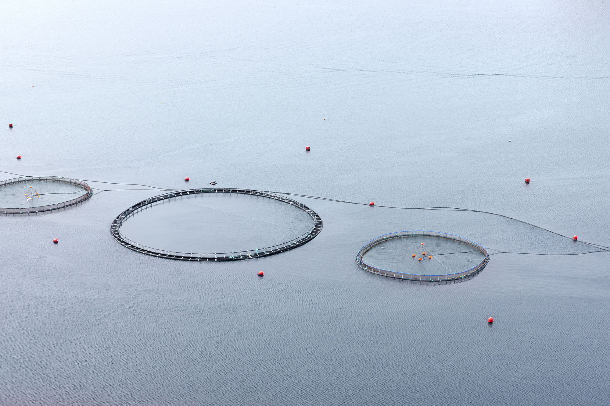 Fish farming in the Färö Islands. Copyright: Andre Maslennikov/Azote. 