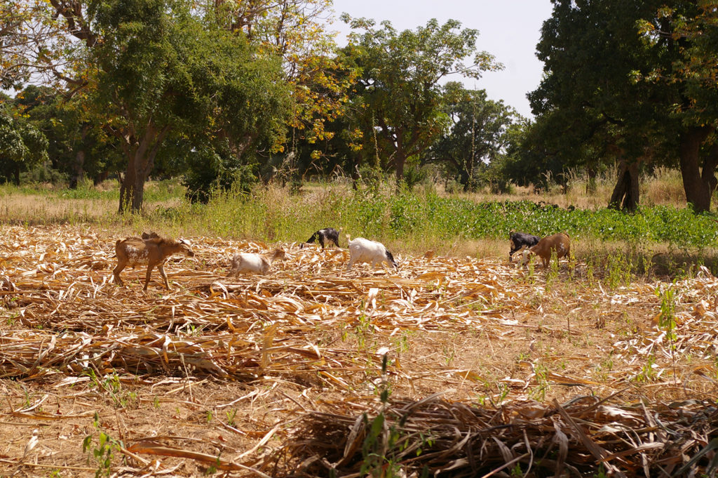 Goats eat the leftover remnants of crops close to a depression in a village near Ouahigouya. Copyright: Hanna Sinare.