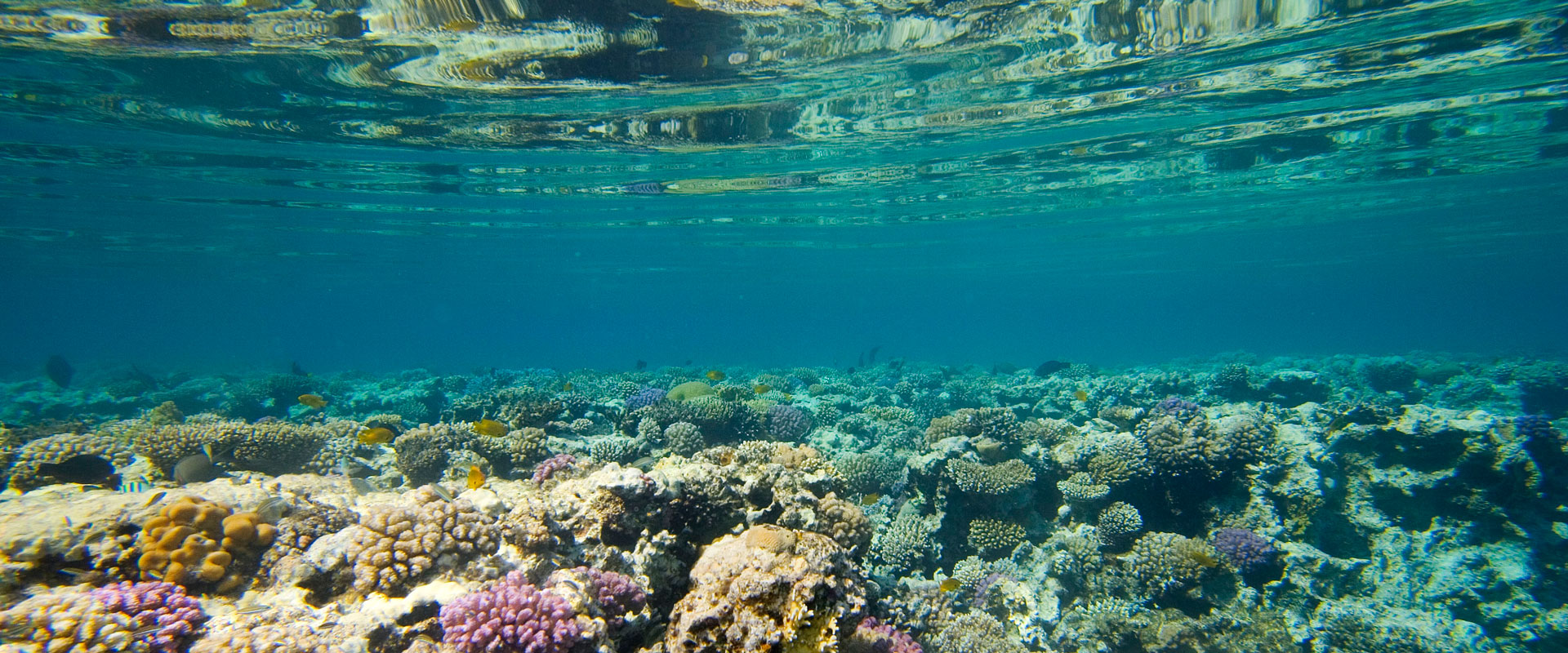 Experts say it's not too late to save the world's coral reefs