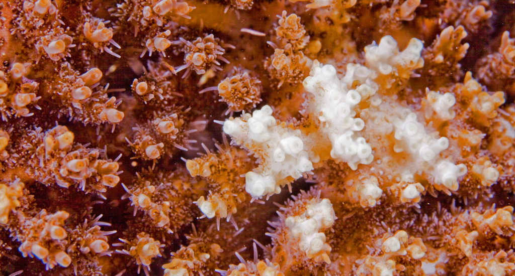 Close-up of a partly bleached coral. Copyright: B. Christensen/Azote