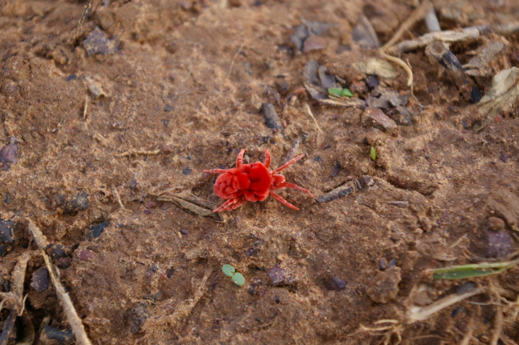 Giant red velvet mite. Copyright: Hanna Sinare.