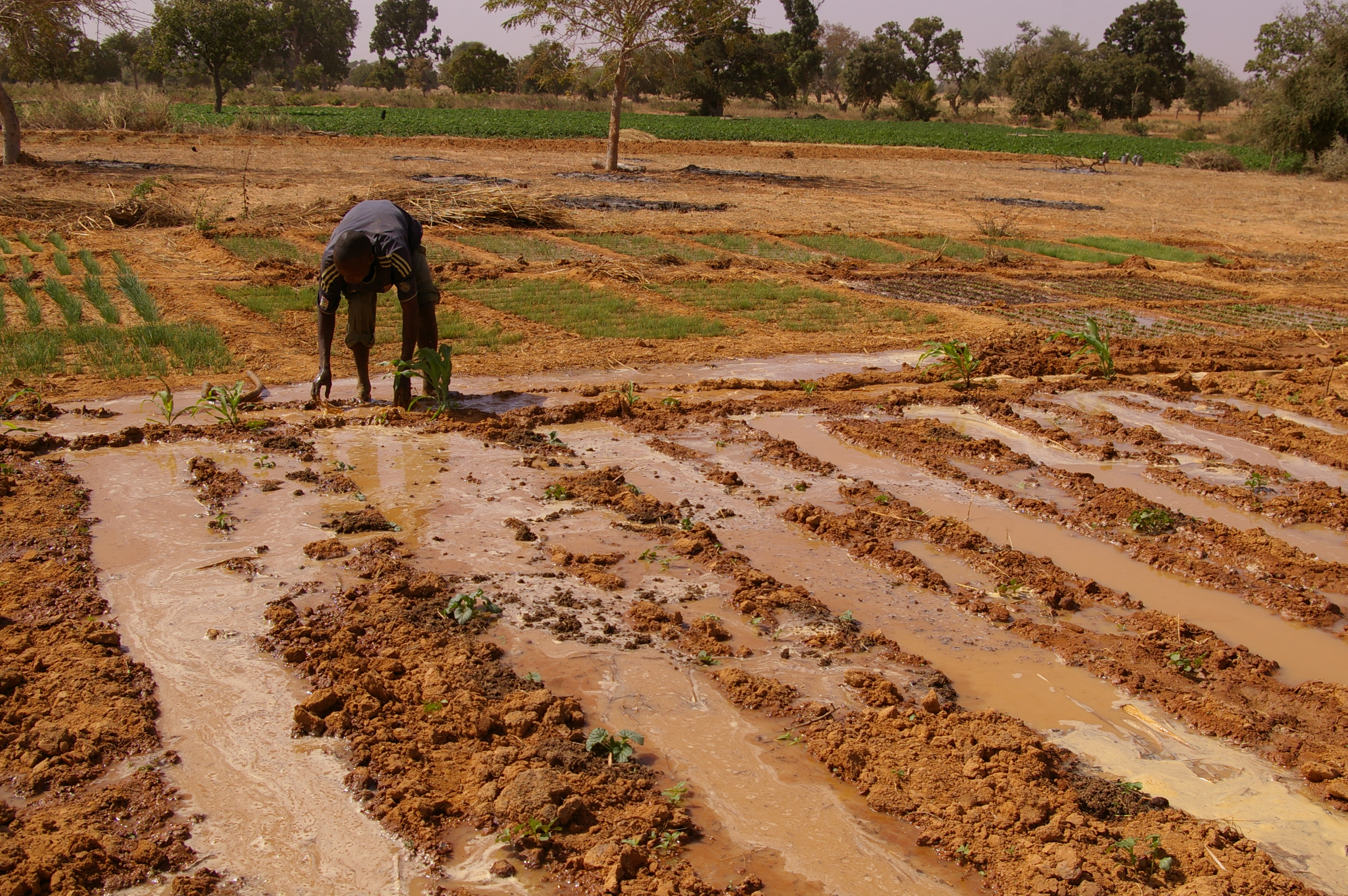 A young farmer managing the water pumped from the reservoir to the plots of aubergines and onions. Copyright: Hanna Sinare.