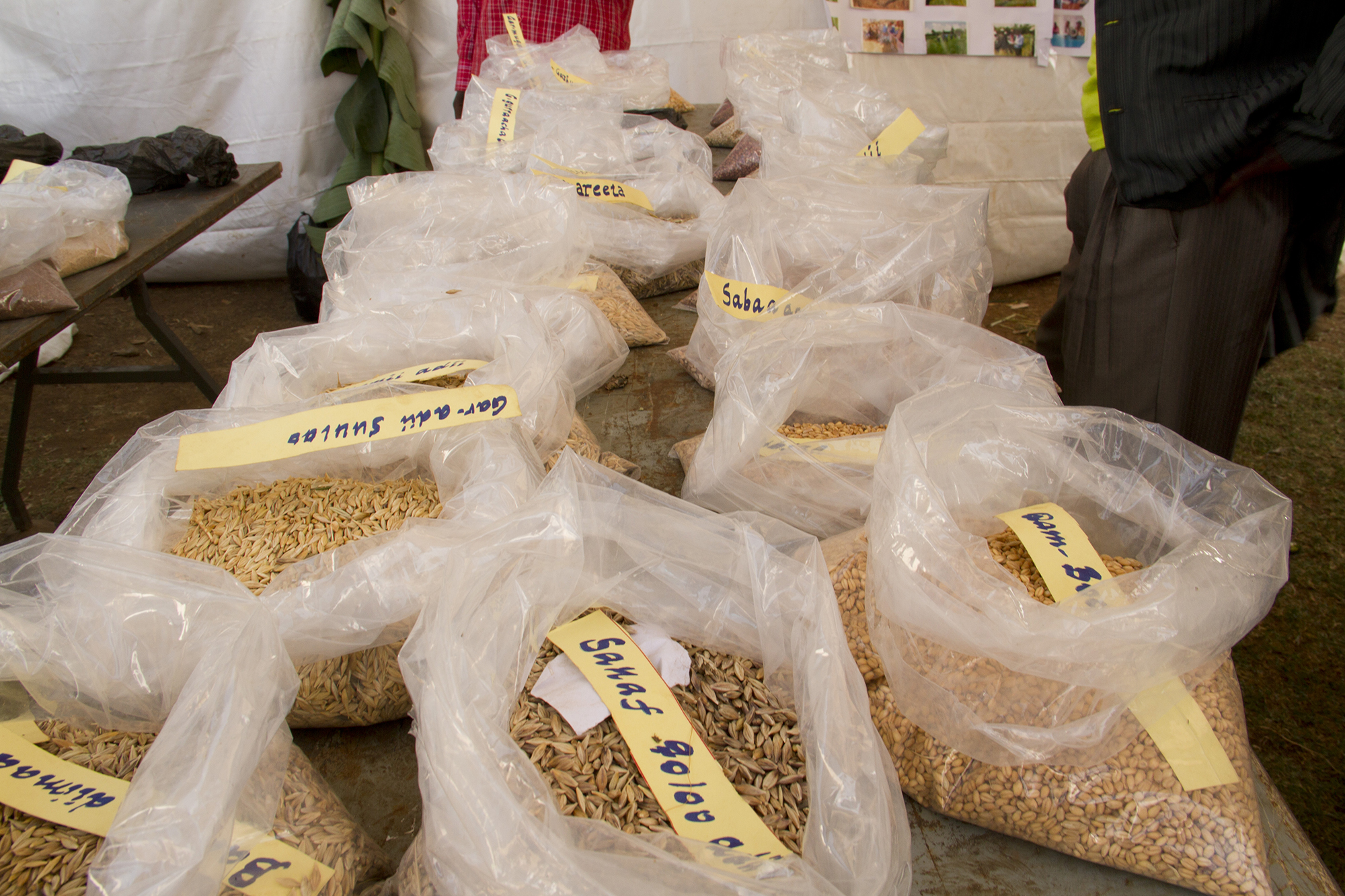 Crop varieties collected for a seed bank in Ethiopia. Courtesy of MELCA-Ethiopia.