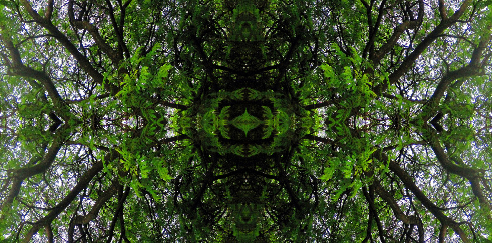 tree-reflection_lynngreylingheader
