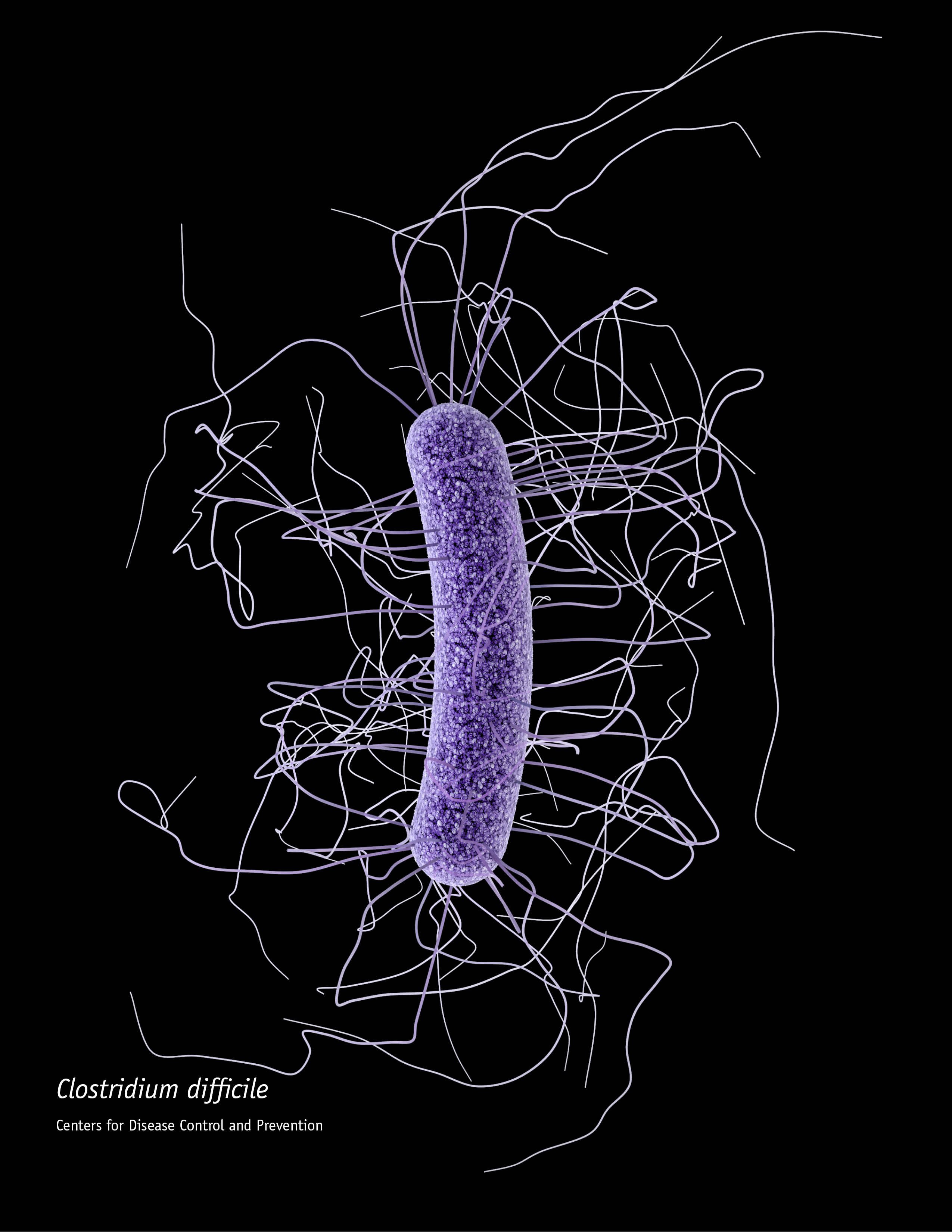 This is a 3-dimensional (3D) illustration, based on photomicrographic data, depicting the ultrastructural morphology exhibited by a single, gram-positive, Clostridium difficile bacillus. Image: CDC/ J. Archer
