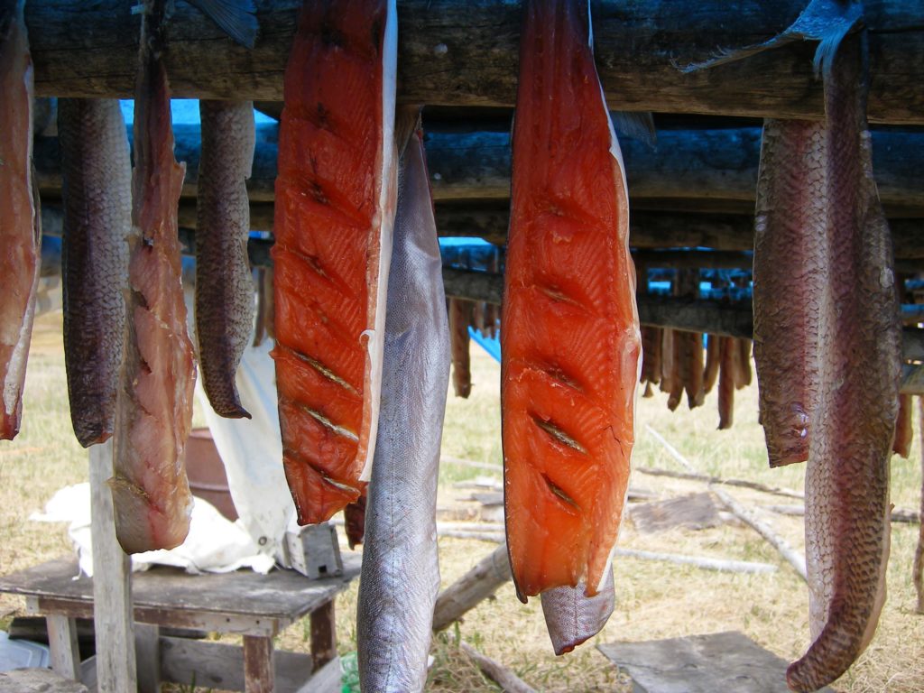 Drying fish: Pike (left & right) and trout (middle) hang from a wooden rack. Photo: Western Arctic National Parklands