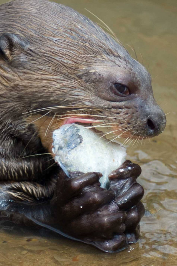 This semi-tame young giant river otter eats a chunk of fish in the river near Karanambu, in North Rupununi, Guyana's southwest interior. Photo: Erica Gies.