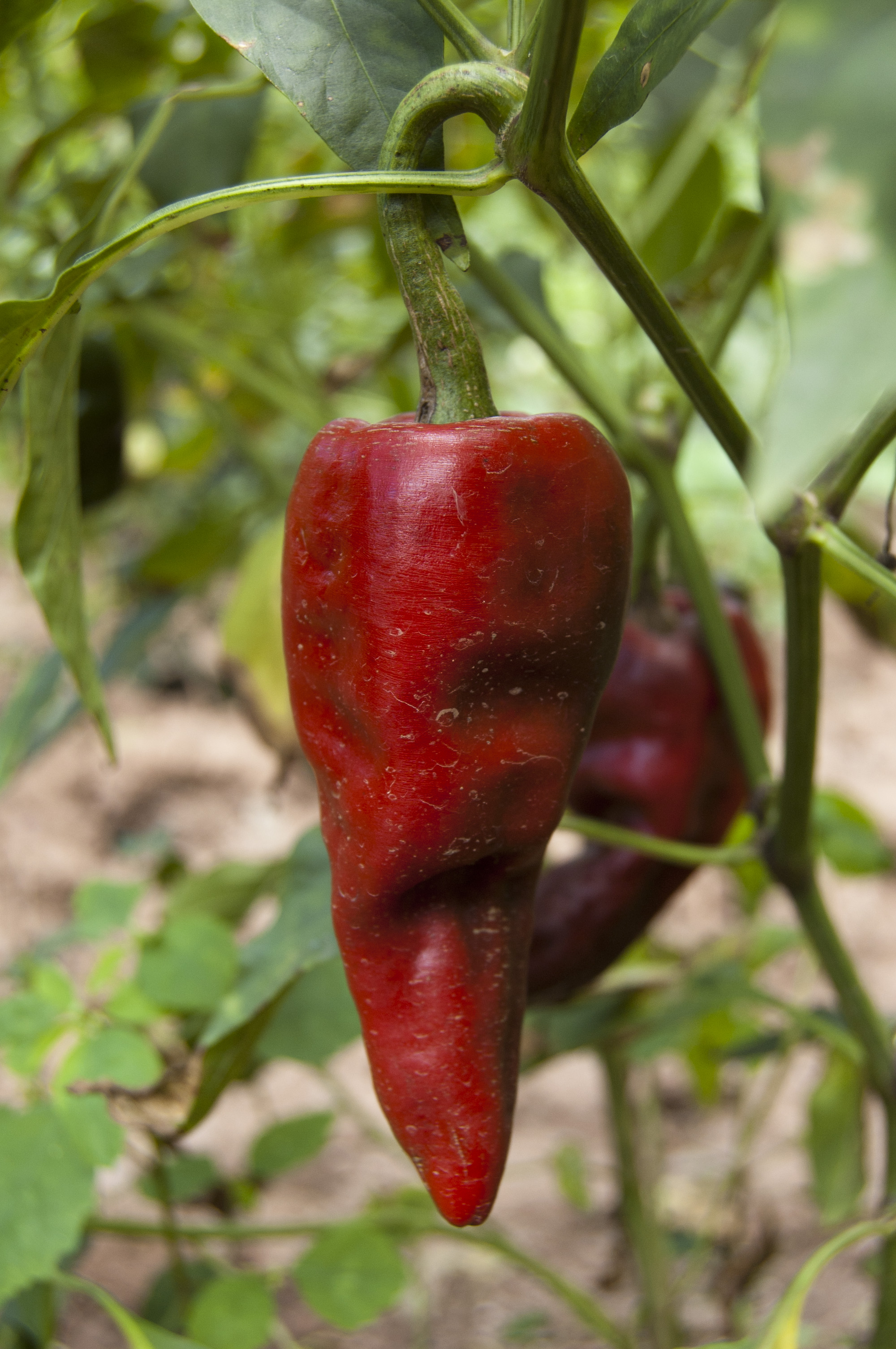 Red chilehuacle on the plant. Photo: l. Laursen