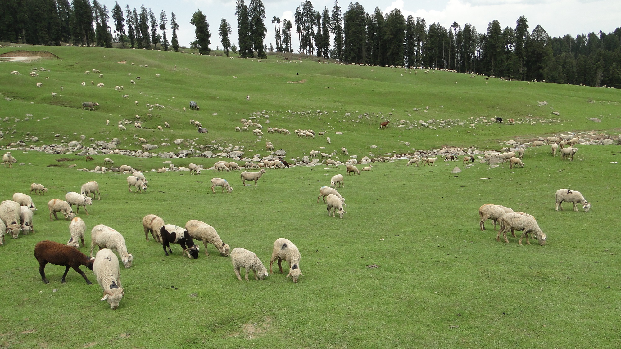 Sheep and horses graze in Doodhpathri (Kashmir, India). Photo: Ankur P (https://www.flickr.com/photos/ankurp/14234174051/)