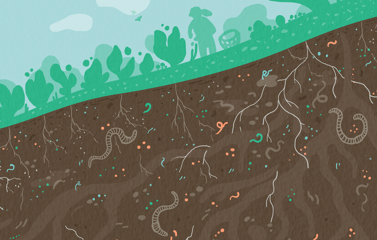Biodiverstiy is key for soil health and fertility. A multitude of organisms inhabit the soil, decomposting organic matter and making nutrients available. Illustration: E. Wikander/Azote