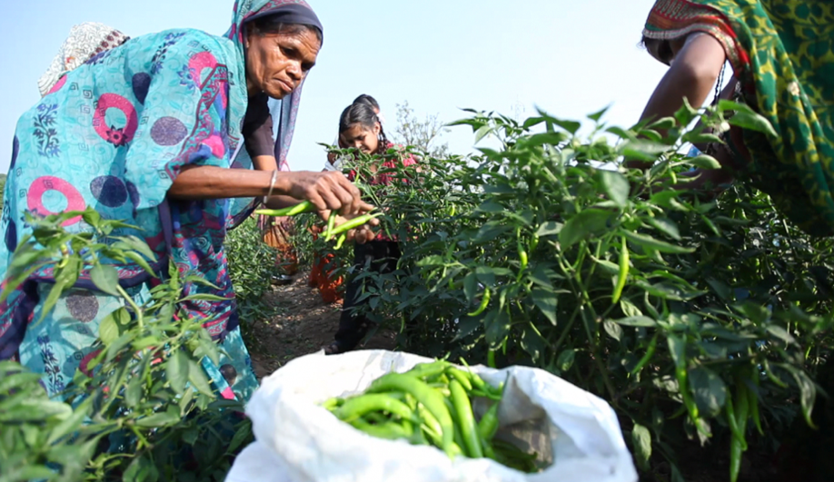 Farmers harvesting chilli in Gujarat, India, following collective watershed rehabilitation efforts supported by the Foundation for Ecological Security. Photo: Foundation for Ecological Security