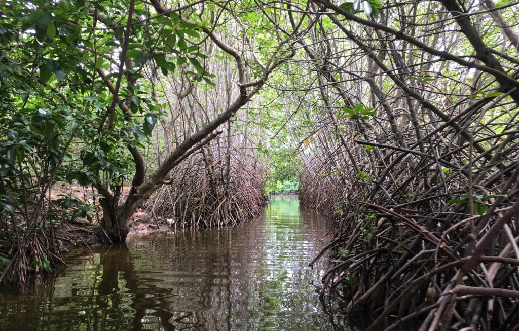 Restored Mangroves planted by Sudeesa on abandoned shrimp farms in Sri Lanka. Photo: S. Verkaart