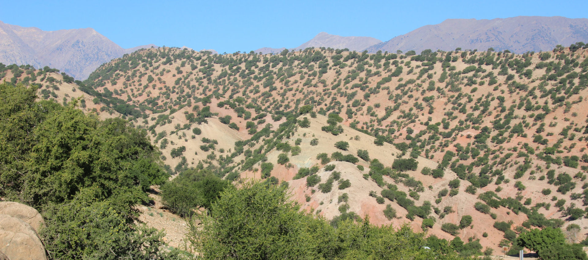 The argan forest. Photo: mauro gambini/flickr
