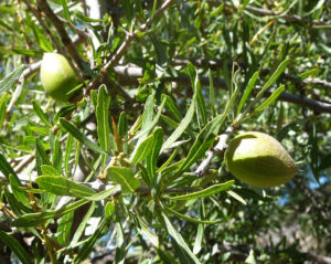The argan fruit from which oil is extracted. Photo: gailhampshire/flickr