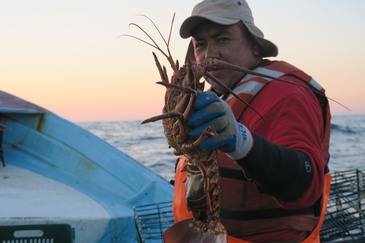 A member of the La Bocana fishing cooperative with a spiny lobster of legal size, likely destined for the lucrative live lobster market in Asia. Fishers’ involvement in the crafting of local harvesting and management rules has been a driver of success in the region. Photo: Xavier Basurto, November 2016.