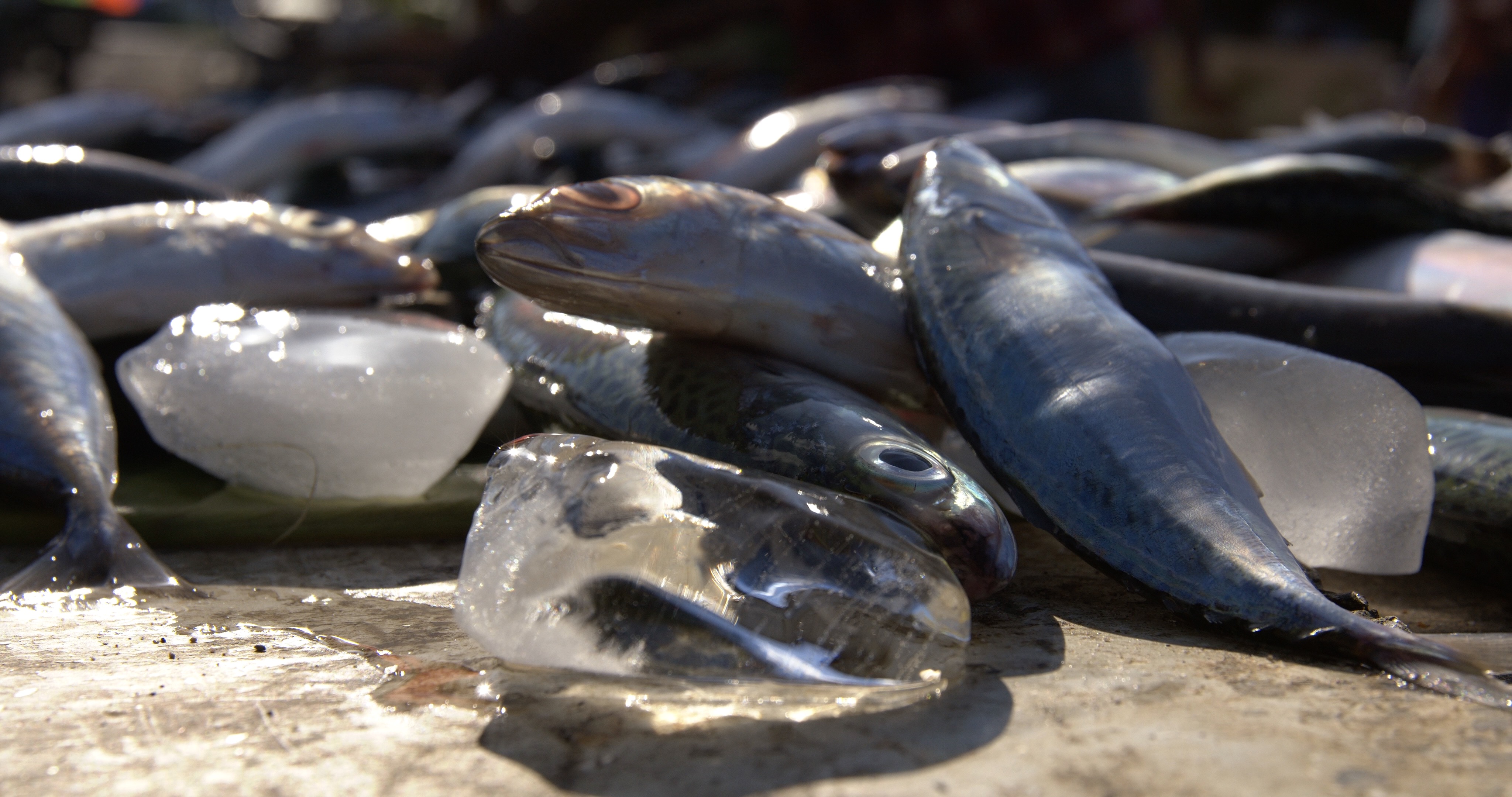 Fish and ice in the sun. Photo: Wade Fairley, for World Fish.